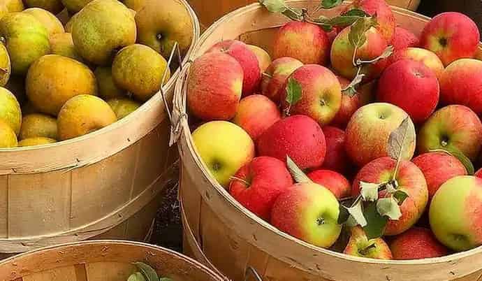 The Apple Orchard