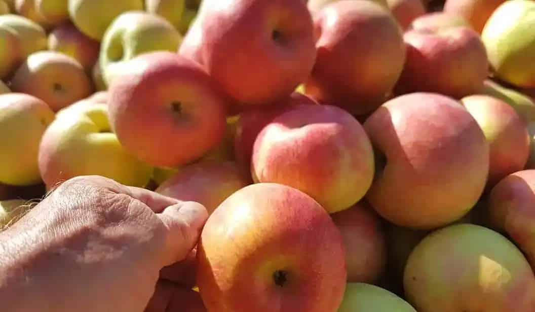 Carluke Orchards