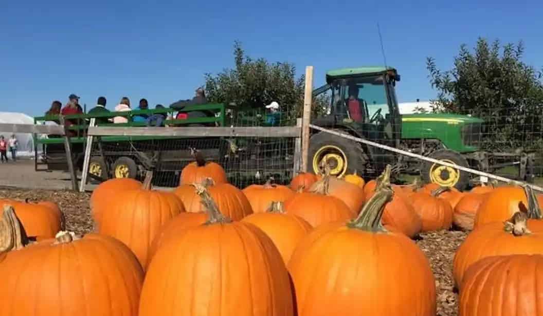 Dixie Orchards