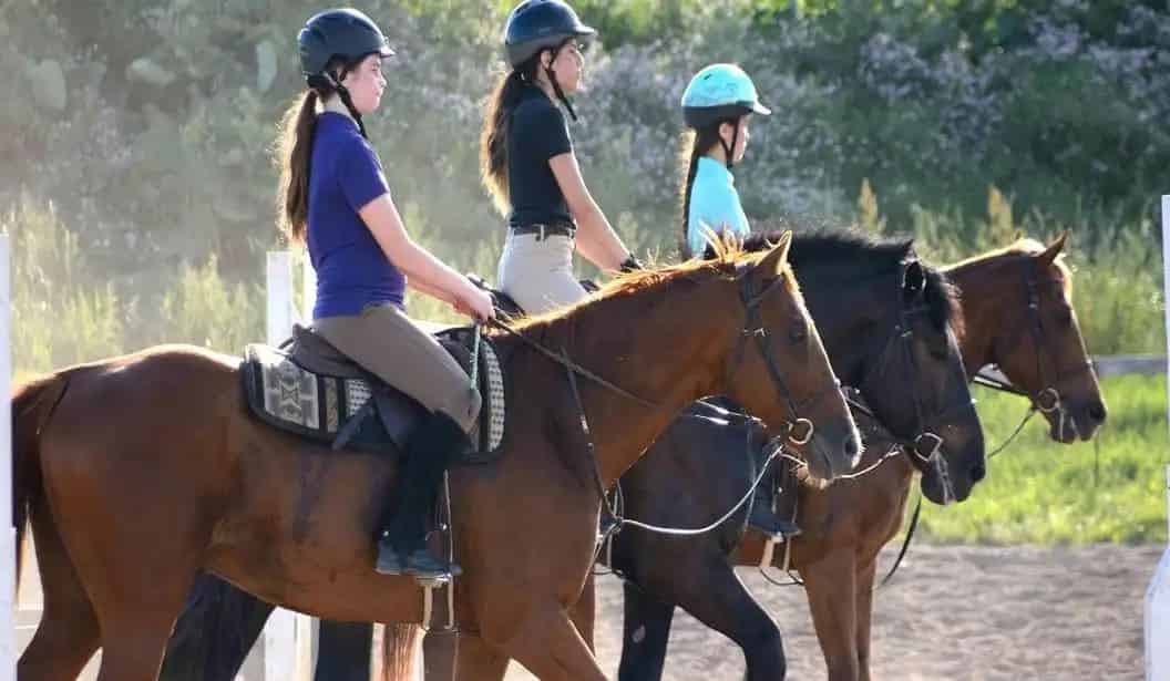 Meadowlarke Stables