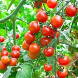 Pingle's Farm Market