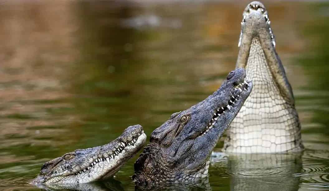 Dubai Crocodile Park