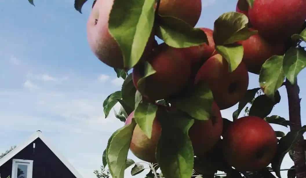 Organics Farm