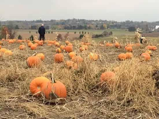 Brooks Farms
