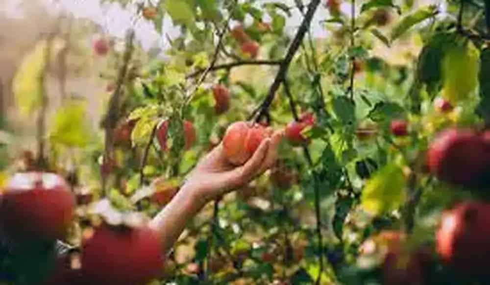 Williams’ Orchards
