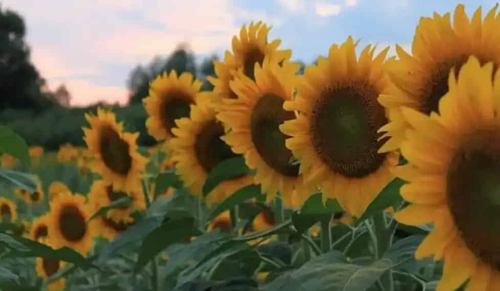 Dixie Orchards