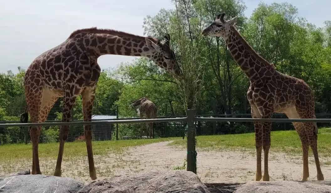 Toronto Zoo Experiences Scarborough