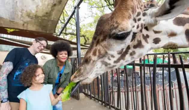 The Houston Zoo