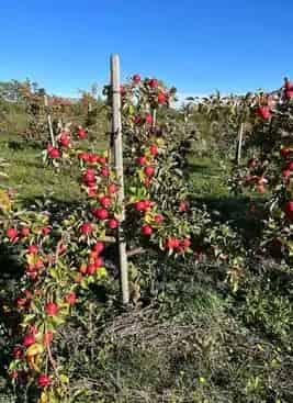 U-Pick Fruit Farm -  Luna Farms