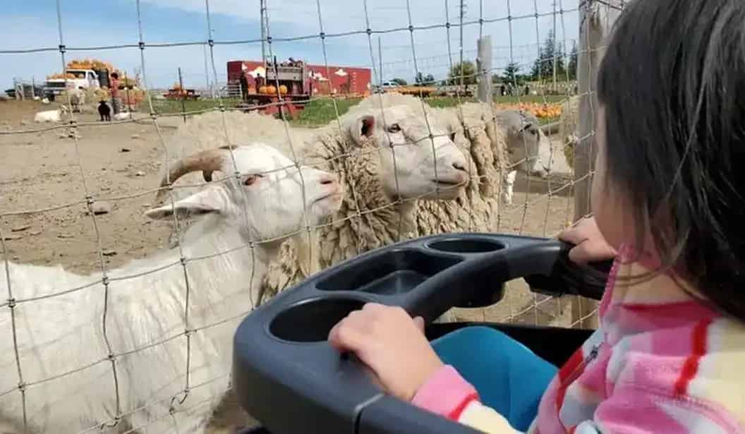 Fall Farm Visit with Animals, Play & Fresh Produce
