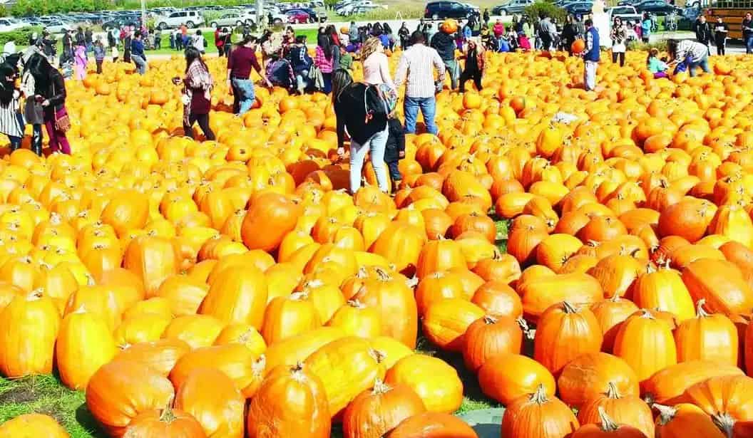 Get Lost in Fall Fun at Downey's Farm Pumpkinfest