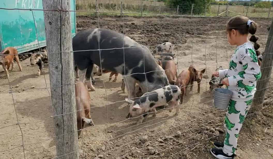 Fall Farm Visit with Animals, Play & Fresh Produce