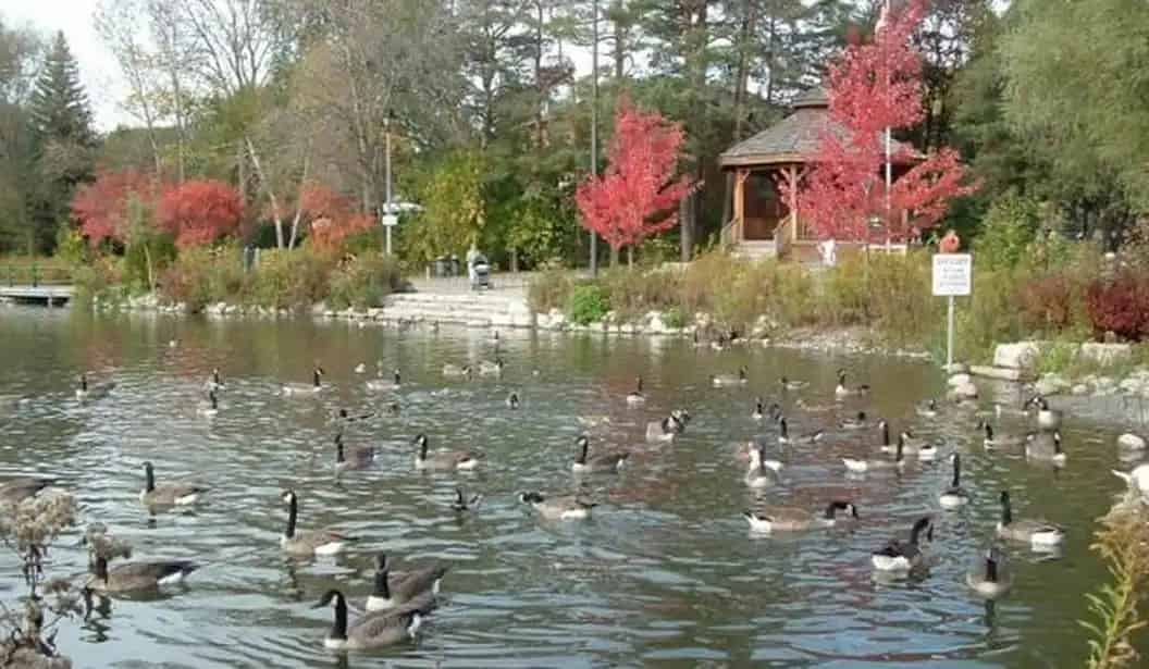 Mill Pond Park