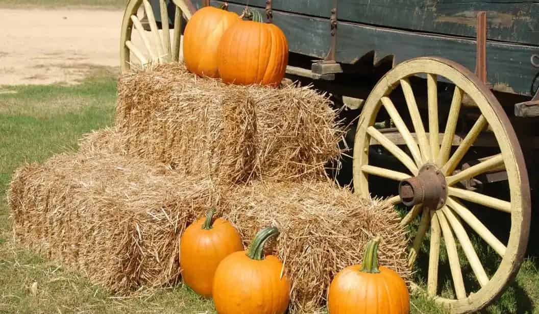 Robintide Farms - Pumpkin Patch & Corn Walk