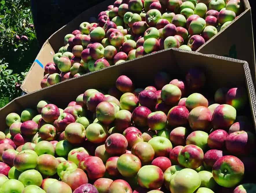 Waddell Apples