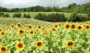 Brantwood Farms