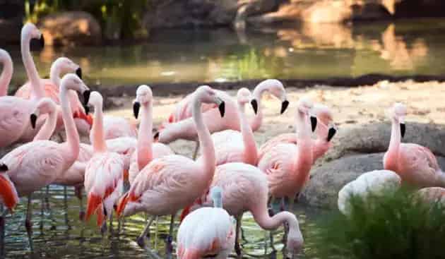 The Houston Zoo