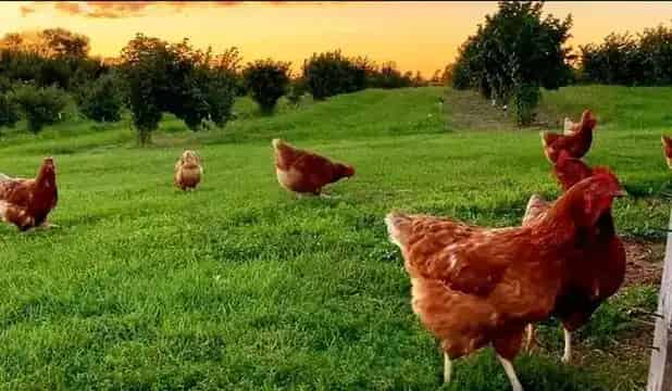 Dixie Orchards