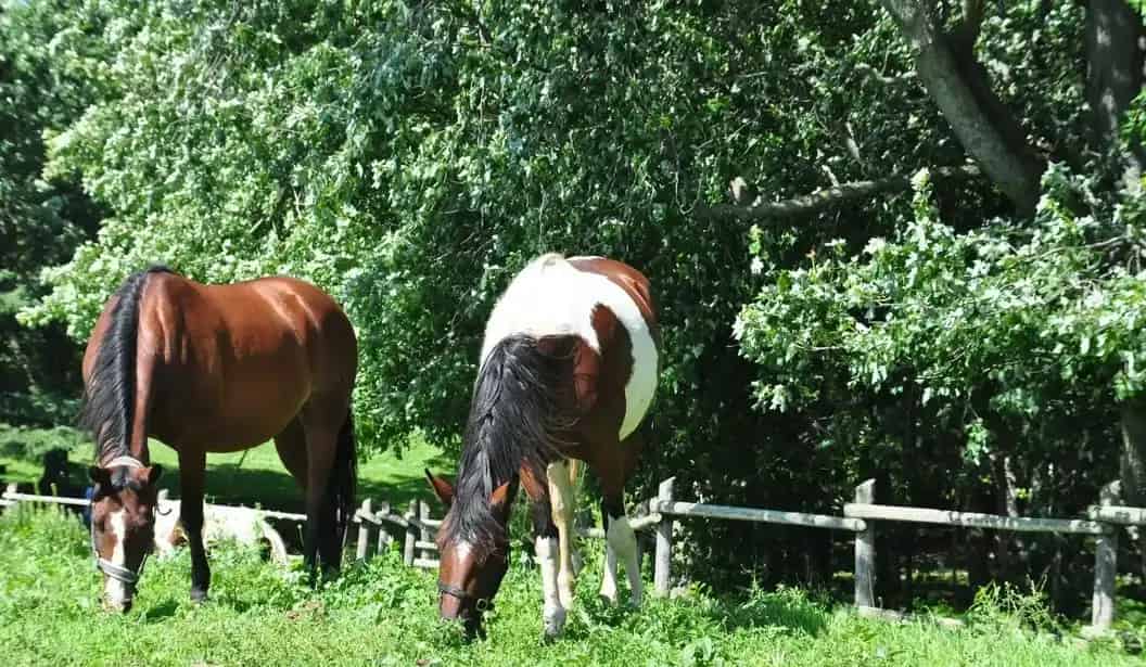 Fallbrook Trail Ranch