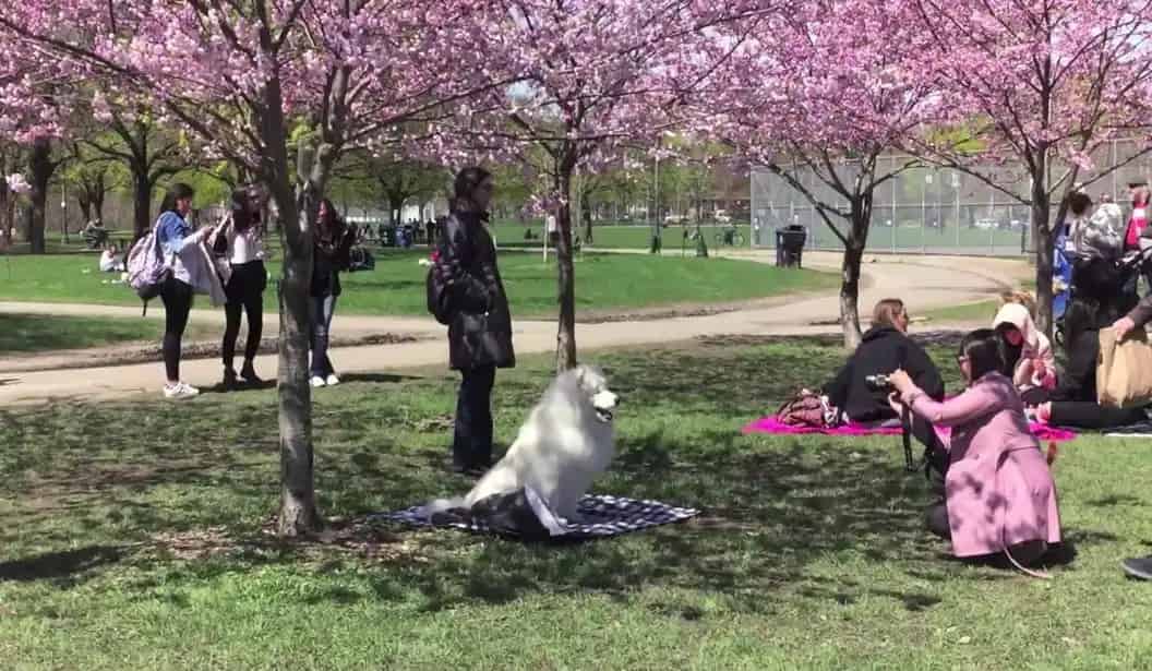 Trinity Bellwoods Park
