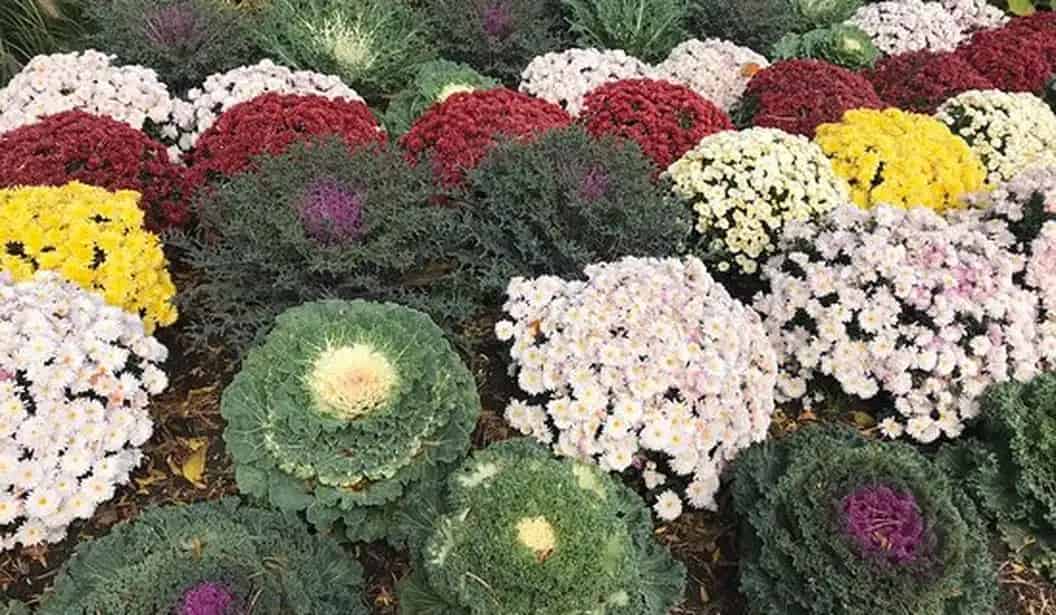 Toronto Botanical Garden Tour