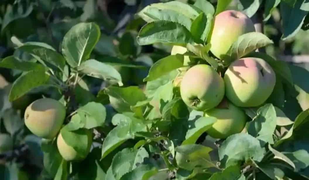 Pine Farms Orchard