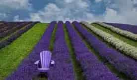 Kelso Lavender Farm