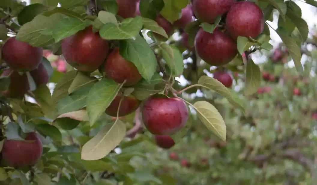 Carl Laidlaw Orchards Apple and Pear Picking