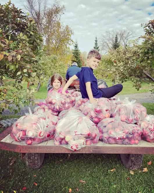 Waddell Apples
