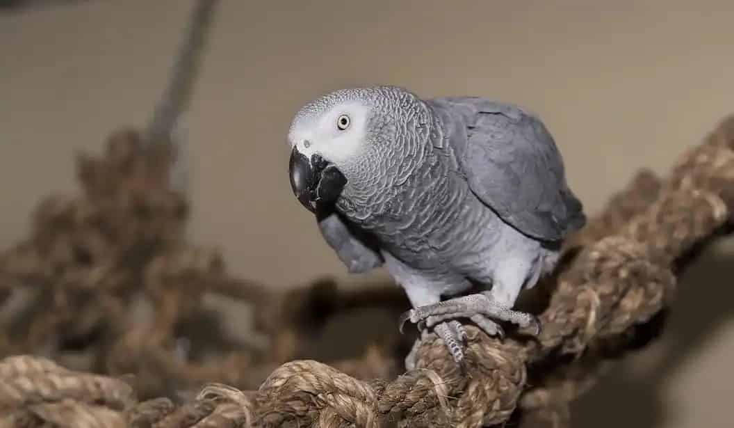 Parrot Partners Canada - Birthday Parties and Camps