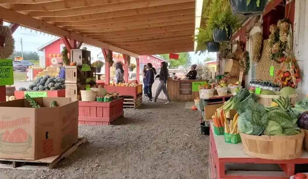 Fall Farm Visit with Animals, Play & Fresh Produce