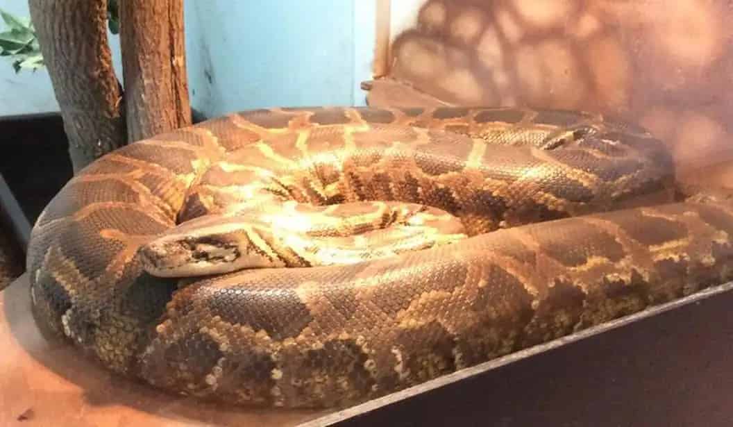 Northern Exotics Tour