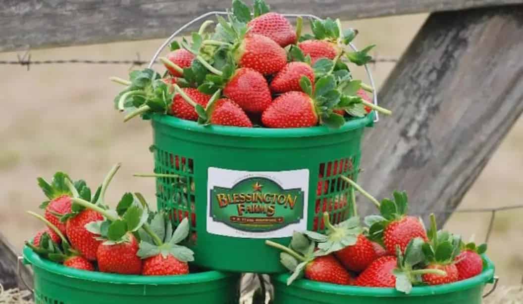 Blessington Farms