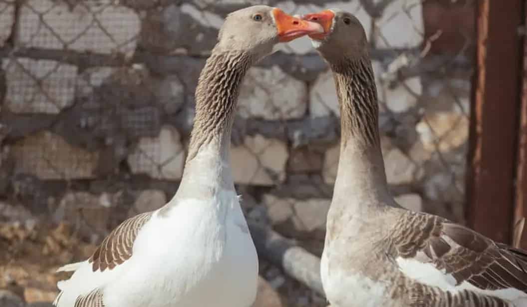 مزرعة كيدزو