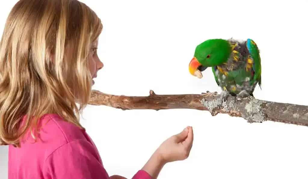 Parrot Partners Canada - Birthday Parties and Camps