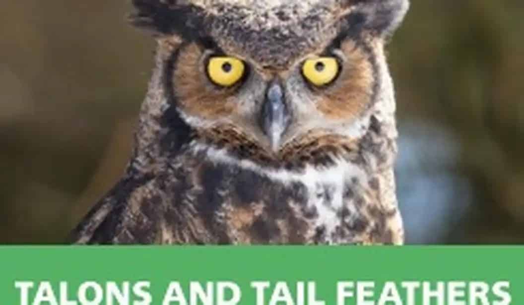 Talons and Tailfeathers