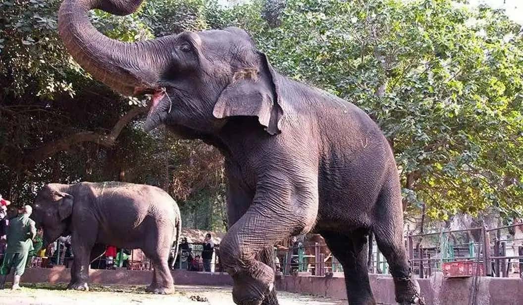 Giza Zoo