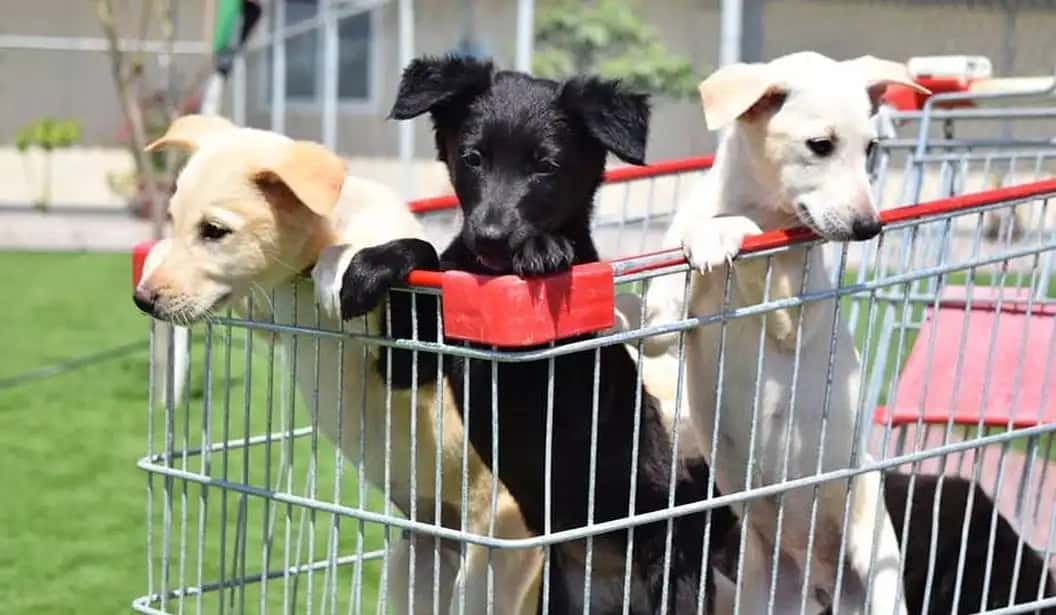 حديقة Pawsome