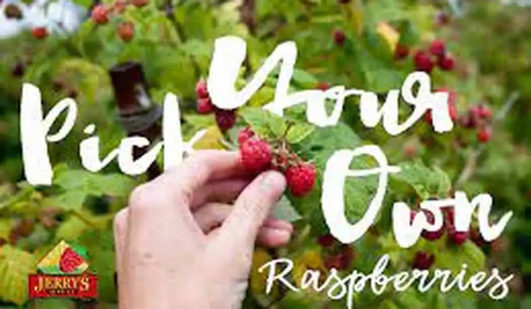 Clarks Raspberry Farm Jerry’s Berries Raspberry Farm